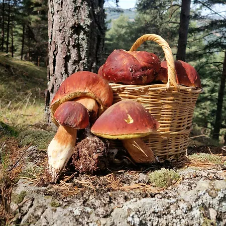 דירה El Cervunal *