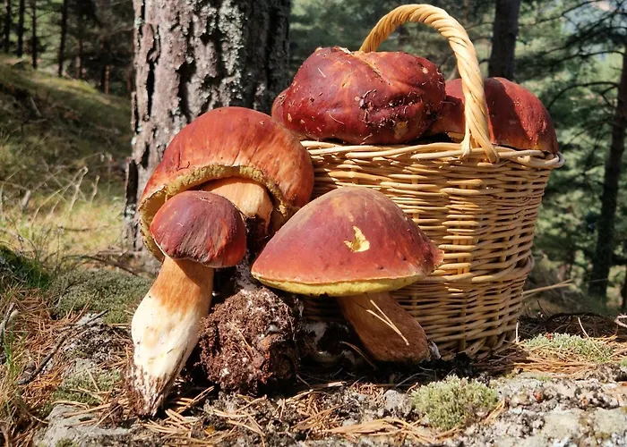 Διαμέρισμα El Cervunal *